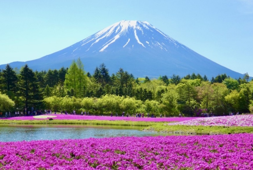 日本河口湖大石公園芝櫻，與壯麗的富士山相映成趣