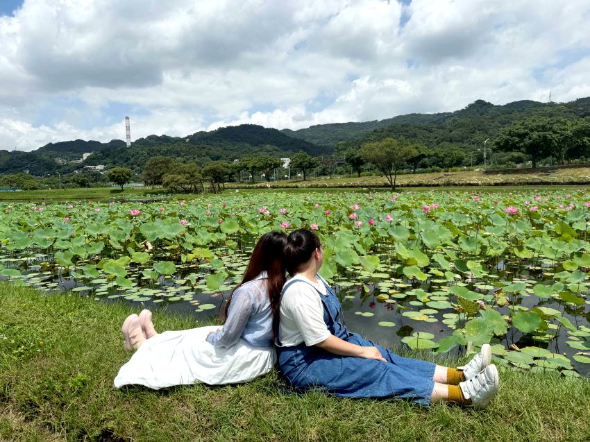 夏日限定！新北山佳荷花池花海滿開 攝影玩家、親子家庭必訪秘境 交通懶人包一次看
