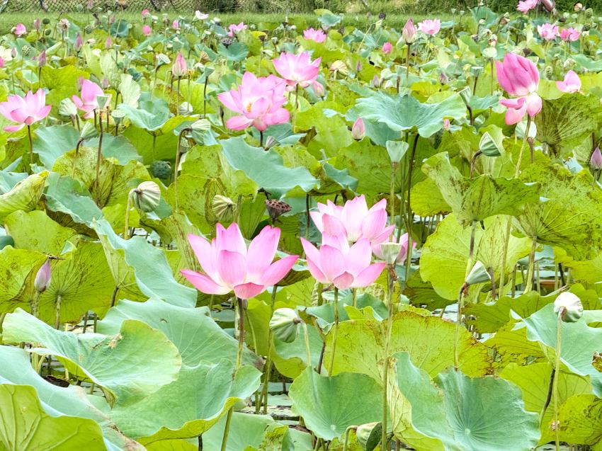 夏日限定！新北山佳荷花池花海滿開 攝影玩家、親子家庭必訪秘境 交通懶人包一次看