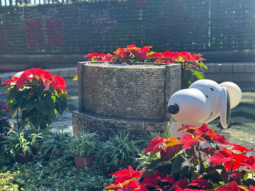 史努比糊塗塌客公館聖誕季自來水園區聖誕樹燈飾免費入園