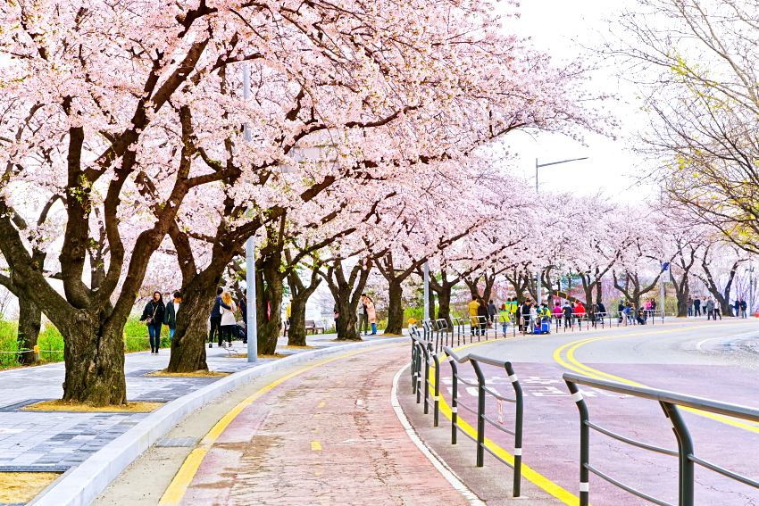 每年的3月底至4月初，汝矣島會舉行首爾最盛大的櫻花慶典「汝矣島櫻花節」，汝矣西路(輪中路)道路兩旁有超過千棵櫻花樹盛開。