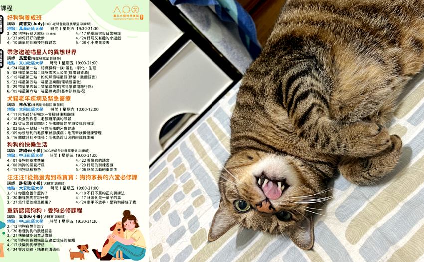 文山社區大學開設貓奴專屬課程,教導飼主解讀貓咪情緒與肢體語言