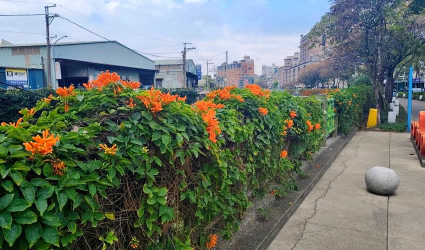 新北賞花秘境!蘆洲鴨母港溝炮仗花牆喜迎春節,暖陽下漫步橘紅瀑布