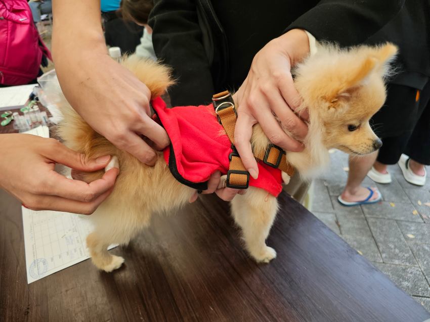 專業醫療人員現場為毛孩提供免費狂犬病預防注射與寵物登記，守護犬貓健康。