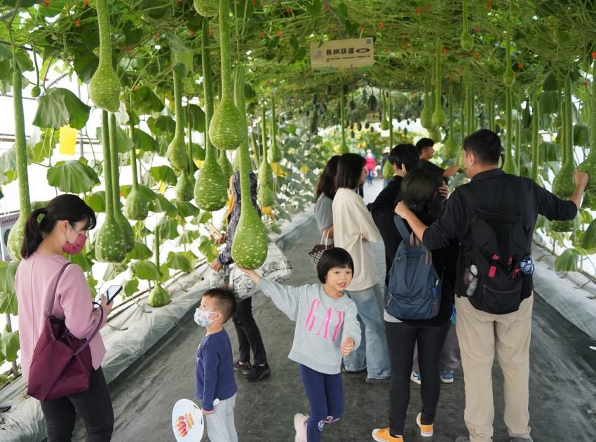 瓜果長廊結滿各式造型鮮豔的瓜果，吸引許多親子族群漫步其中並拍照記錄。