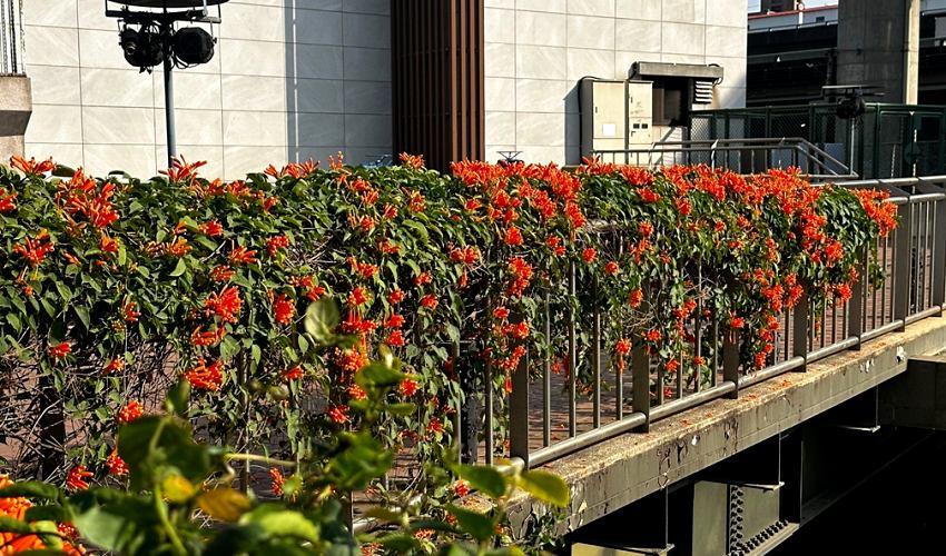 春日暖陽催開橘紅花瀑,蘆洲鴨母港溝成新北走春秘境