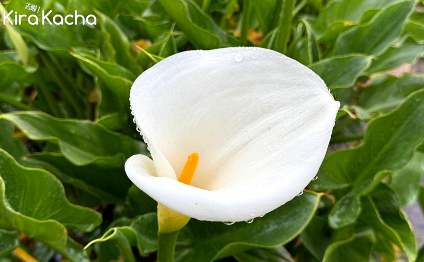 台北陽明山賞花提案,漫步竹子湖純白海芋田,苗榜土雞城享受野菜盛宴。