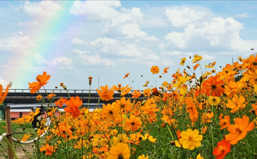 2026新北賞花秘境。大都會公園幸福水漾園區花海，親子旅遊首選。