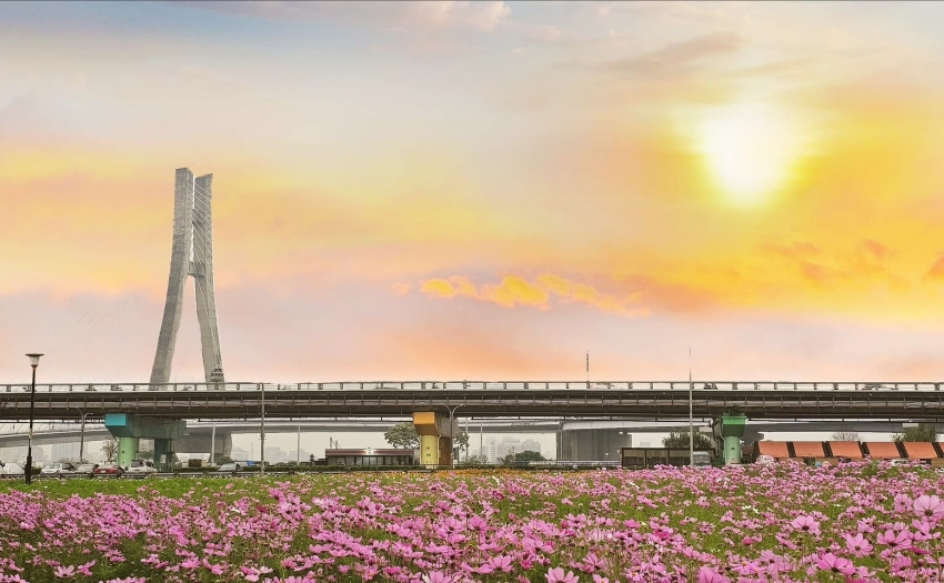 新北大都會公園3公頃花海盛開。幸福水漾園區春日賞花全攻略。