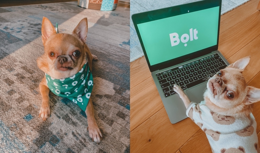 台北乘車新選擇Bolt推出寵物與揪團模式讓城市通勤更彈性
