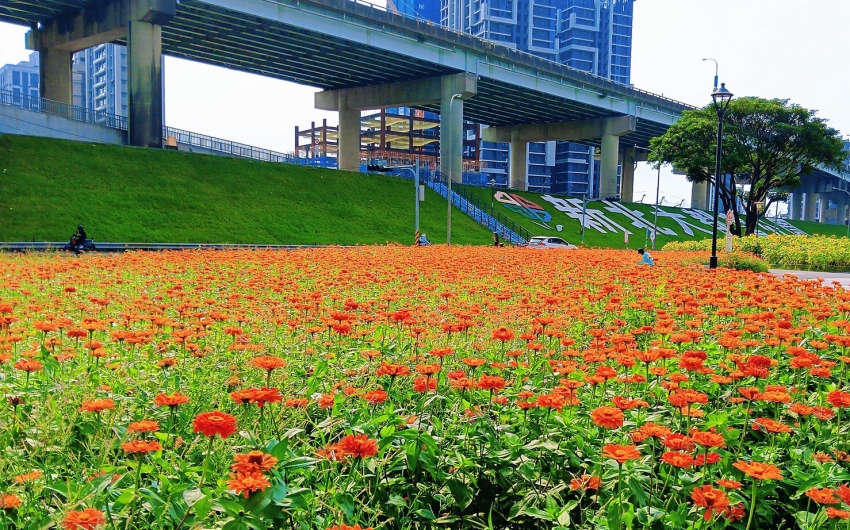 2026新北大都會公園賞花攻略，百日草花海與黃頭扇尾鶯共舞