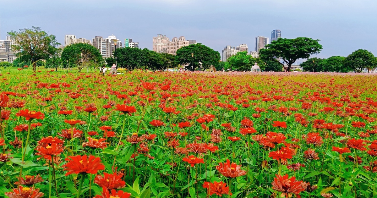 2026新北大都會公園花海盛開！3公頃百日草向日葵綻放，黃頭扇尾鶯現蹤吸引攝影族搶拍，5月賞花交通攻略