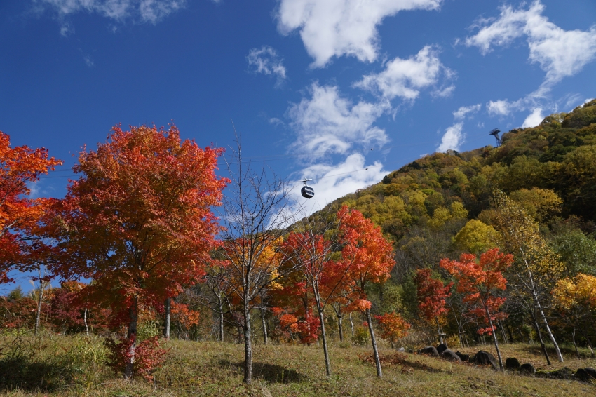 紅葉樹梢映著藍天，纜車從新穗高秋色山林上方經過。