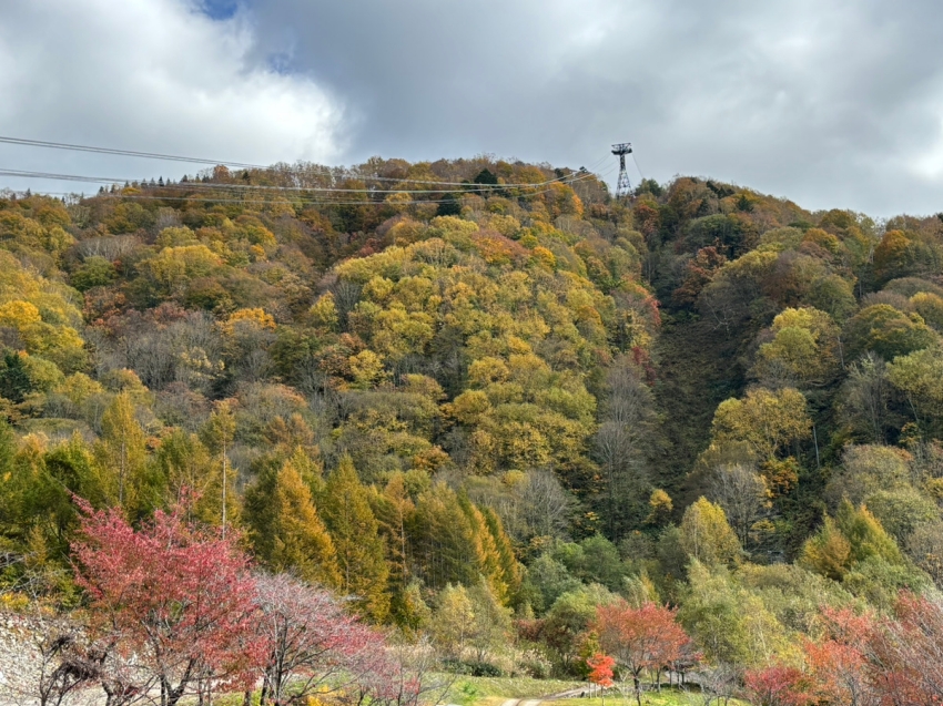 纜索越過黃綠交錯的山林，前景紅葉為新穗高沿線秋色添上鮮明色彩。