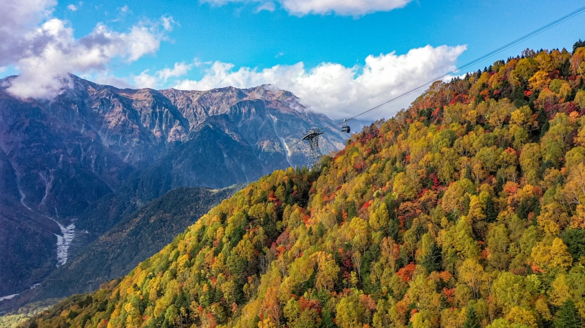 新穗高纜車沿線的黃、紅與綠色樹冠交錯，後方山稜襯出山坡層次。